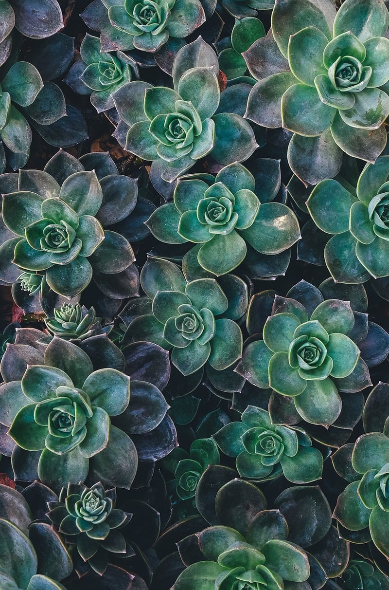 Green Succulent