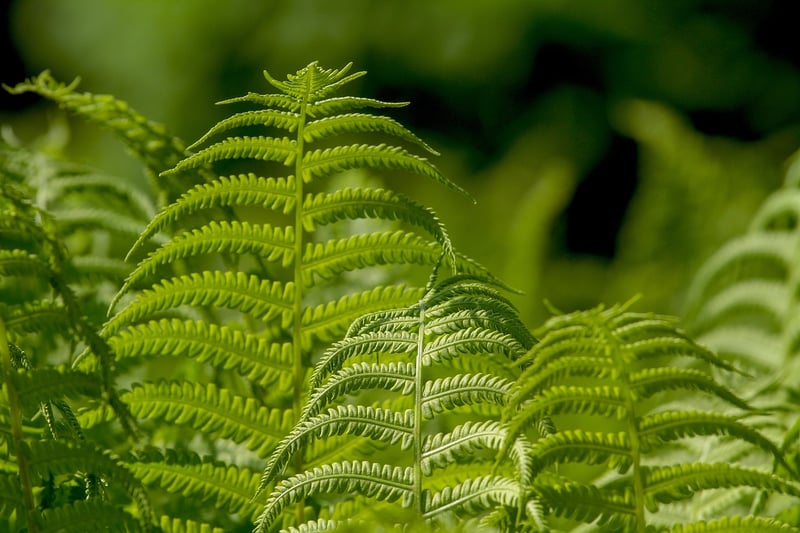 Green plants in pots